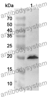 Anti-CHOP/GADD153/DDIT3 Polyclonal Antibody