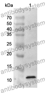 Anti-Human GLRX Polyclonal Antibody