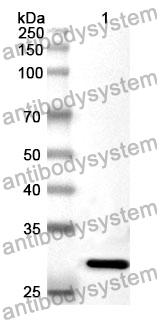 Anti-AHR Polyclonal Antibody