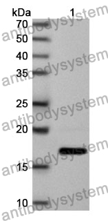 Anti-GJA5 Polyclonal Antibody