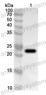 Anti-Human ARL2 Polyclonal Antibody