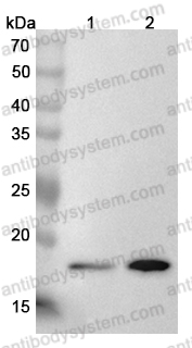 Anti-Human ARL3 Polyclonal Antibody