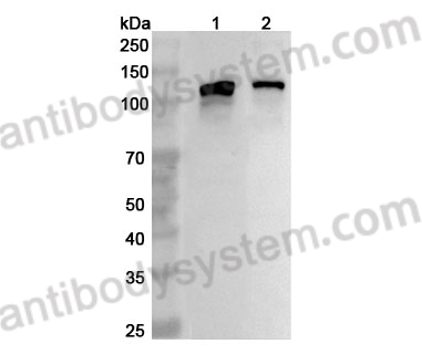 Anti-CD135/FLT3 Polyclonal Antibody