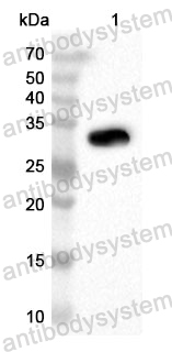 Anti-CD292/BMPR1A Polyclonal Antibody