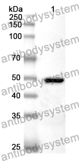 Anti-SREBF1/SREBP1 Polyclonal Antibody