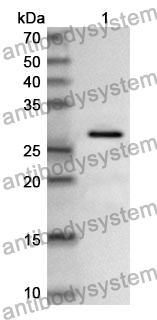 Anti-NUP62 Polyclonal Antibody