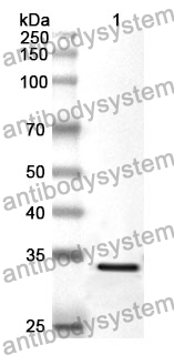 Anti-PPARG Polyclonal Antibody