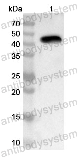 Anti-FDFT1 Polyclonal Antibody