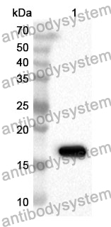 Anti-GDNF Polyclonal Antibody