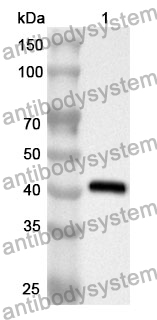 Anti-Human CAPG Polyclonal Antibody