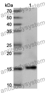 Anti-CD66d/CEACAM3 Polyclonal Antibody