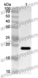 Anti-CD110/MPL Polyclonal Antibody