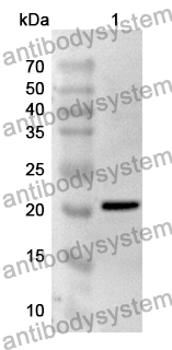 Anti-Human PEX19 Polyclonal Antibody