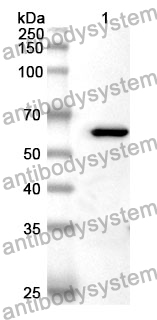 Anti-MDH1 Polyclonal Antibody