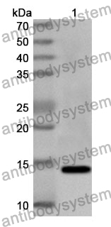 Anti-IL15 Polyclonal Antibody