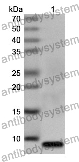 Anti-UBA7 Polyclonal Antibody