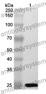 Anti-HNF4A Polyclonal Antibody