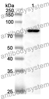 Anti-STAT1 Polyclonal Antibody