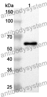 Anti-GRIA2 Polyclonal Antibody