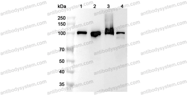 Anti-Human MSH2 Polyclonal Antibody