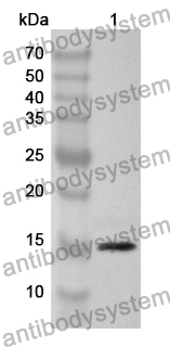 Anti-Human SSR1 Polyclonal Antibody