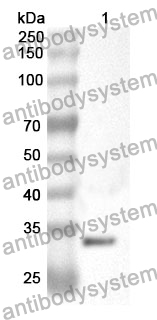 Anti-MAGEA4 Polyclonal Antibody