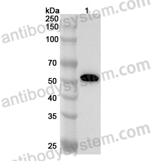 Anti-Human MAGEA6 Polyclonal Antibody