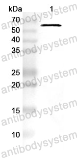 Anti-CD158b2/KIR2DL3 Polyclonal Antibody