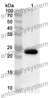 Anti-AFM Polyclonal Antibody