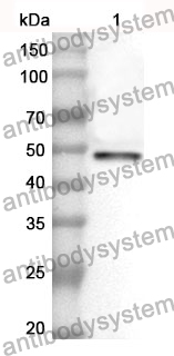 Anti-PSMC4 Polyclonal Antibody