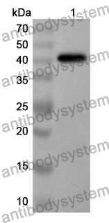 Anti-ABCG1 Polyclonal Antibody