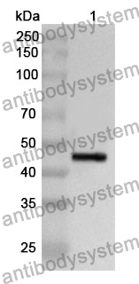 Anti-PPIC Polyclonal Antibody