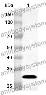 Anti-Human VDAC2 Polyclonal Antibody