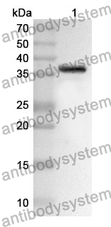 Anti-MAPK8 Polyclonal Antibody