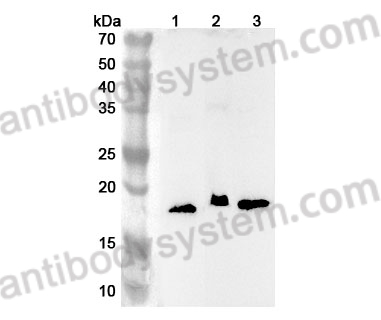 Anti-Human RPL28 Polyclonal Antibody