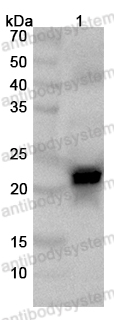 Anti-CSN1S1 Polyclonal Antibody