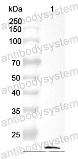 Anti-CD178/FASLG/TNFSF6 Polyclonal Antibody