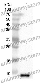 Anti-CXCL12/SDF-1 Polyclonal Antibody