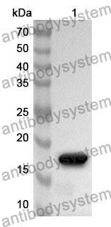 Anti-SOX9 Polyclonal Antibody