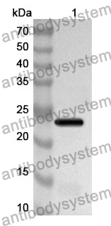 Anti-RXRG Polyclonal Antibody