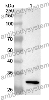 Anti-Human ARCN1 Polyclonal Antibody