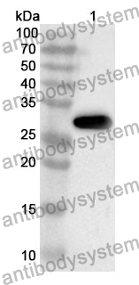 Anti-IFNAR2 Polyclonal Antibody