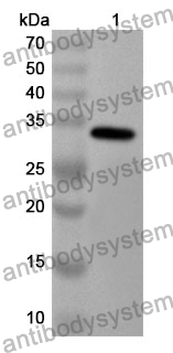 Anti-SERPINB4 Polyclonal Antibody