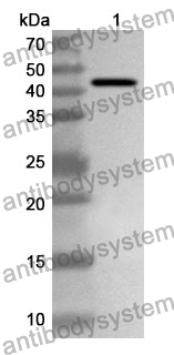 Anti-NMU Polyclonal Antibody