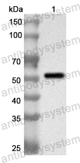 Anti-Human HSPA13 Polyclonal Antibody