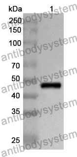 Anti-IDH2 Polyclonal Antibody