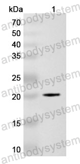 Anti-PIK3CG Polyclonal Antibody