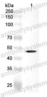 Anti-MASP1 Polyclonal Antibody