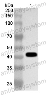 Anti-Human TRPC1 Polyclonal Antibody