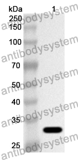 Anti-MAPKAPK2 Polyclonal Antibody